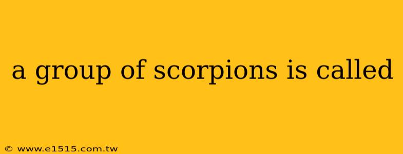 a group of scorpions is called