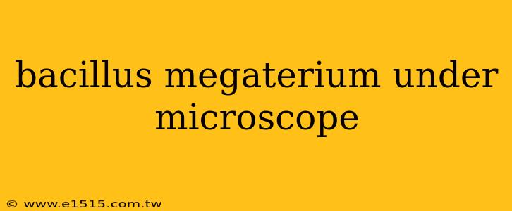bacillus megaterium under microscope
