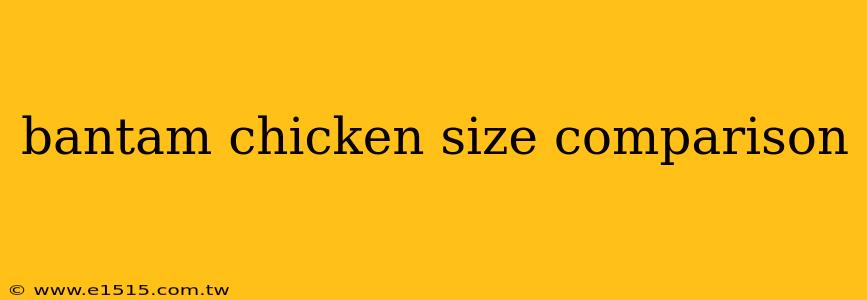 bantam chicken size comparison