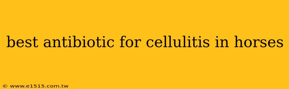 best antibiotic for cellulitis in horses