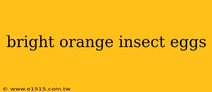 bright orange insect eggs