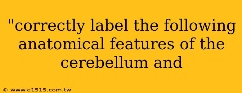 "correctly label the following anatomical features of the cerebellum and 
