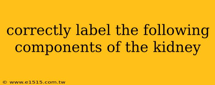 correctly label the following components of the kidney