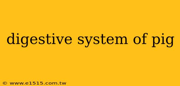 digestive system of pig