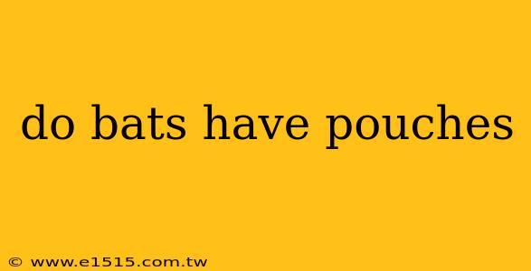do bats have pouches