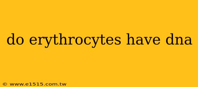do erythrocytes have dna
