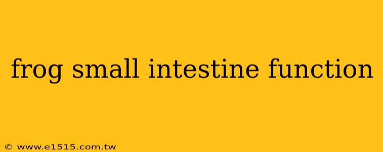 frog small intestine function
