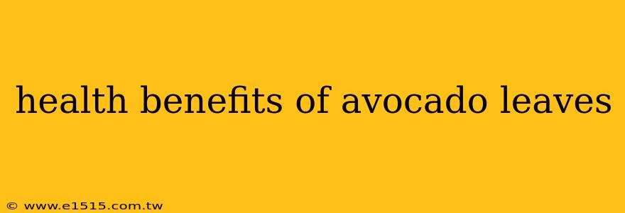 health benefits of avocado leaves