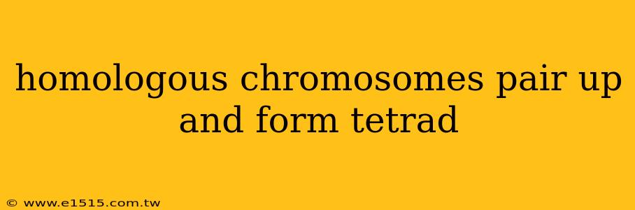 homologous chromosomes pair up and form tetrad