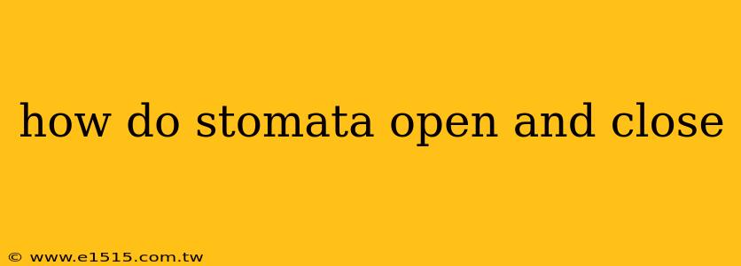 how do stomata open and close