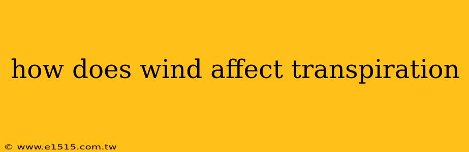 how does wind affect transpiration