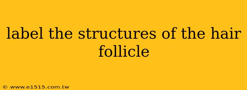 label the structures of the hair follicle