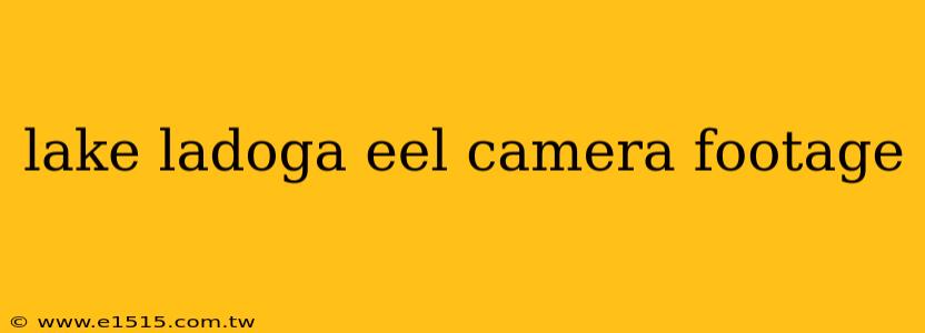 lake ladoga eel camera footage