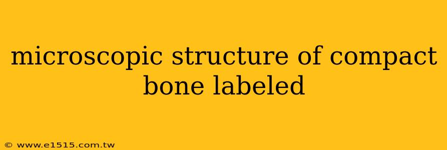 microscopic structure of compact bone labeled
