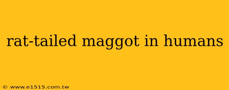rat-tailed maggot in humans