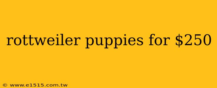 rottweiler puppies for $250