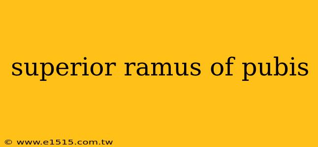 superior ramus of pubis