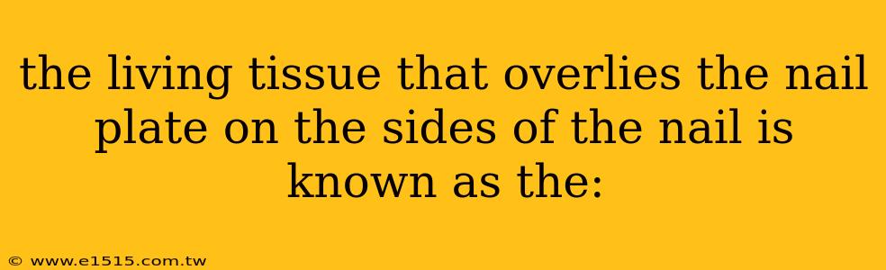 the living tissue that overlies the nail plate on the sides of the nail is known as the: