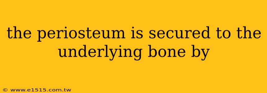 the periosteum is secured to the underlying bone by