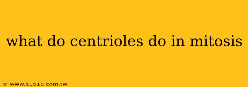 what do centrioles do in mitosis