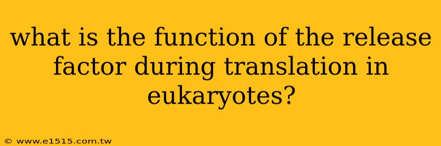 what is the function of the release factor during translation in eukaryotes?
