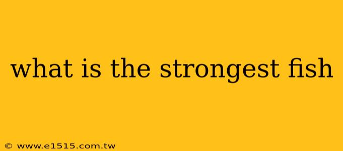 what is the strongest fish