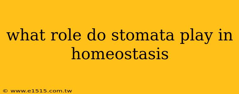 what role do stomata play in homeostasis