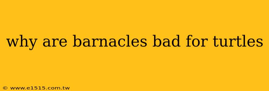 why are barnacles bad for turtles